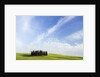 Stand of Cypress Trees in Meadow by Anonymous