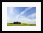 Stand of Cypress Trees in Meadow by Anonymous
