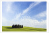 Stand of Cypress Trees in Meadow by Anonymous