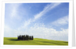 Stand of Cypress Trees in Meadow by Anonymous