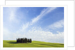 Stand of Cypress Trees in Meadow by Anonymous