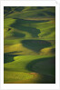 Green Hills by Anonymous