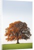Oak Tree in Meadow by Anonymous