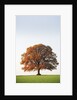 Oak Tree in Meadow by Anonymous