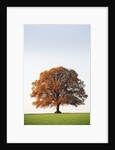 Oak Tree in Meadow by Anonymous