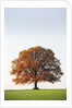 Oak Tree in Meadow by Anonymous