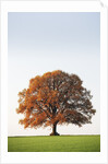 Oak Tree in Meadow by Anonymous