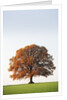 Oak Tree in Meadow by Anonymous