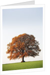 Oak Tree in Meadow by Anonymous