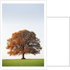 Oak Tree in Meadow by Anonymous