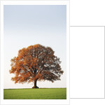 Oak Tree in Meadow by Anonymous