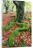 Moss Covered Roots Surrounded by Leaves by Anonymous