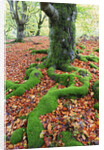 Moss Covered Roots Surrounded by Leaves by Anonymous