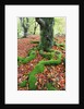 Moss Covered Roots Surrounded by Leaves by Anonymous