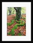 Moss Covered Roots Surrounded by Leaves by Anonymous