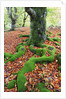 Moss Covered Roots Surrounded by Leaves by Anonymous