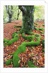 Moss Covered Roots Surrounded by Leaves by Anonymous