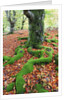 Moss Covered Roots Surrounded by Leaves by Anonymous