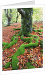 Moss Covered Roots Surrounded by Leaves by Anonymous