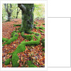 Moss Covered Roots Surrounded by Leaves by Anonymous