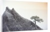 Pine Tree Growing on Mountain by Anonymous