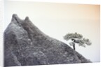 Pine Tree Growing on Mountain by Anonymous