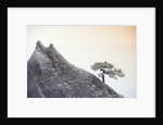 Pine Tree Growing on Mountain by Anonymous
