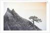 Pine Tree Growing on Mountain by Anonymous