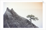 Pine Tree Growing on Mountain by Anonymous