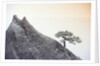 Pine Tree Growing on Mountain by Anonymous