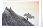 Pine Tree Growing on Mountain by Anonymous