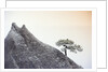 Pine Tree Growing on Mountain by Anonymous