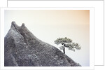 Pine Tree Growing on Mountain by Anonymous