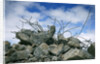 Construction Rubble by Anonymous