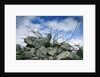 Construction Rubble by Anonymous
