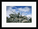 Construction Rubble by Anonymous