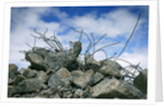 Construction Rubble by Anonymous