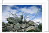 Construction Rubble by Anonymous