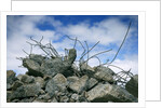 Construction Rubble by Anonymous