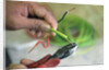 Electrician Stripping Electrical Wire by Anonymous