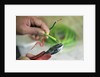 Electrician Stripping Electrical Wire by Anonymous