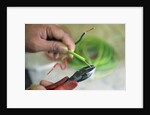 Electrician Stripping Electrical Wire by Anonymous