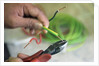 Electrician Stripping Electrical Wire by Anonymous