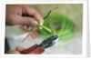 Electrician Stripping Electrical Wire by Anonymous