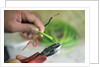 Electrician Stripping Electrical Wire by Anonymous