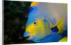 Queen Angelfish (Holacanthus Ciliaris) by Anonymous