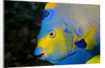 Queen Angelfish (Holacanthus Ciliaris) by Anonymous