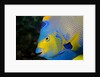 Queen Angelfish (Holacanthus Ciliaris) by Anonymous