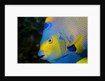 Queen Angelfish (Holacanthus Ciliaris) by Anonymous