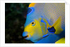 Queen Angelfish (Holacanthus Ciliaris) by Anonymous